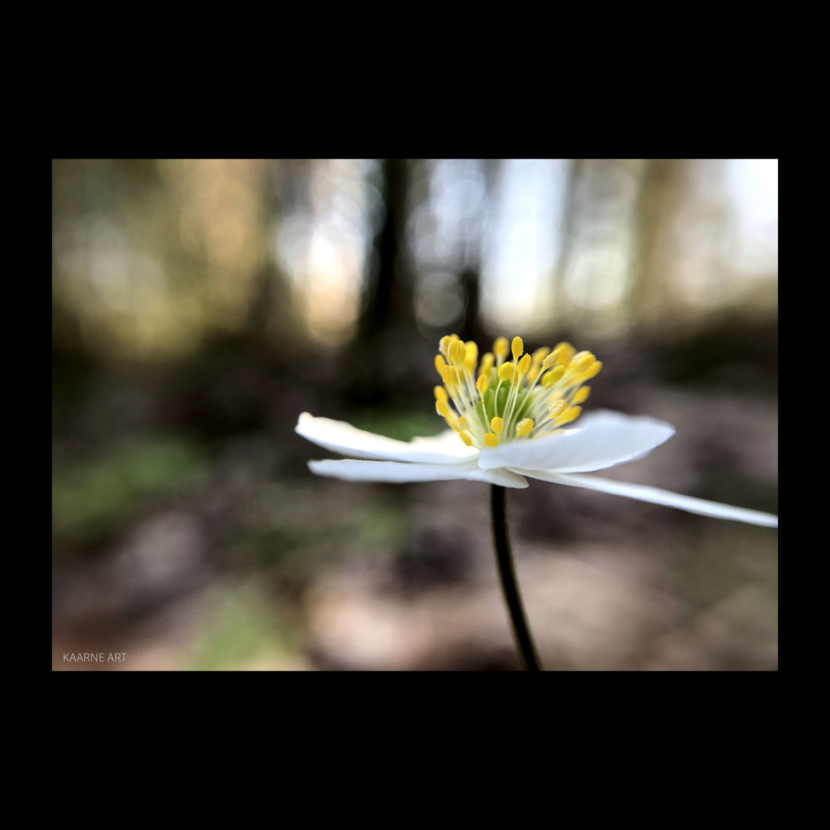 Valkoinen kukka metsässä läheltä kuvattuna