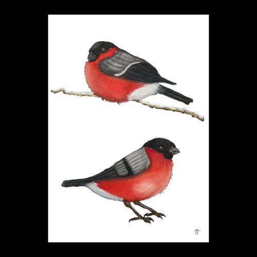 Taideprintti - "Punatulkut"