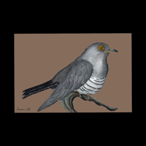 "Cuculus canorus" - taittokortti 10x15