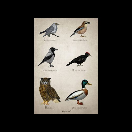 "Aves" - taittokortti 10x15