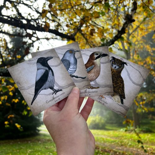 Aves -korttisetti 4 kpl / 9,5 x 9,5cm